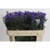 Aster Baby Parade