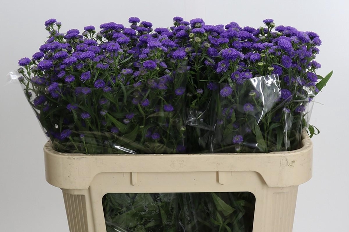 <h4>Aster Baby Parade</h4>