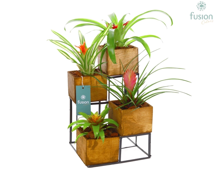 <h4>Tower hout met metaal met Bromelia</h4>