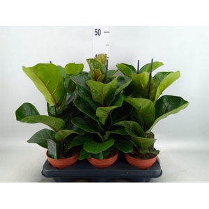 Ficus lyrata 'Bambino'