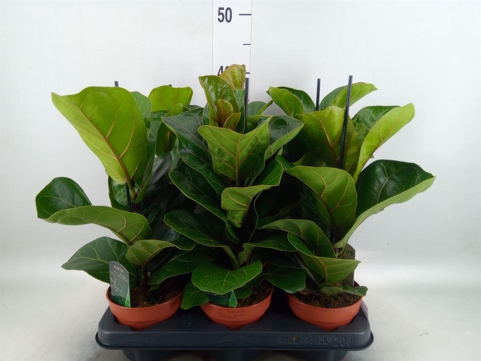 <h4>Ficus lyrata 'Bambino'</h4>