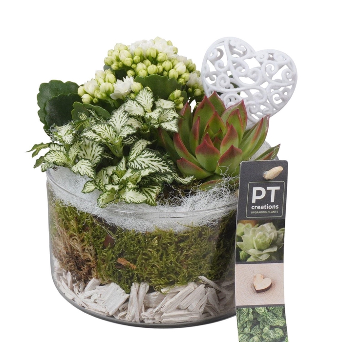 <h4>Arr. Planten L%</h4>