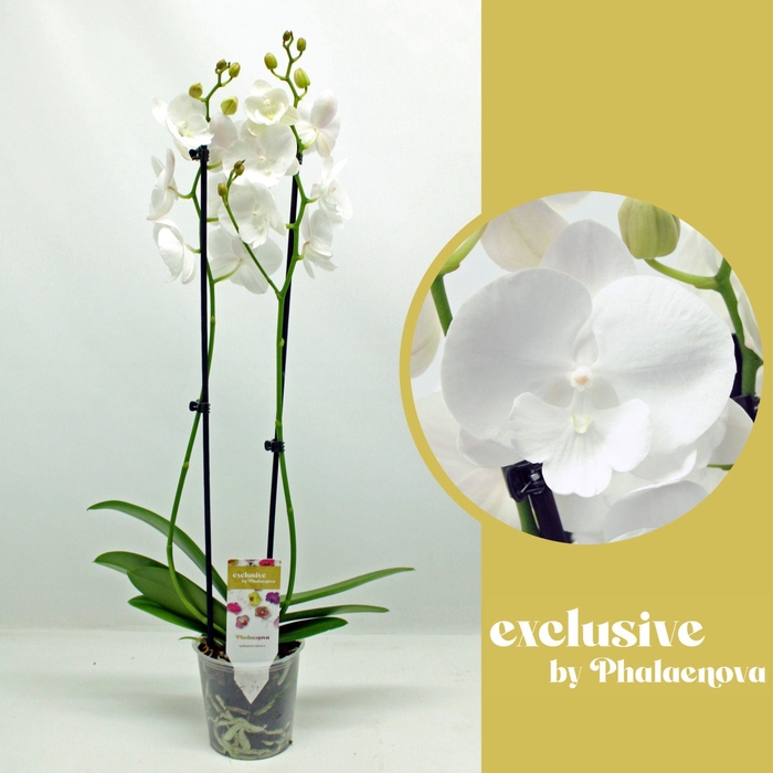 <h4>Bowling Ball 2-tak 65cm (RIJP)</h4>