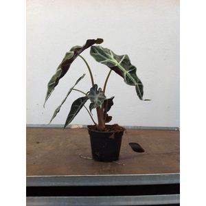 ALOCASIA X AMAZONICA p12