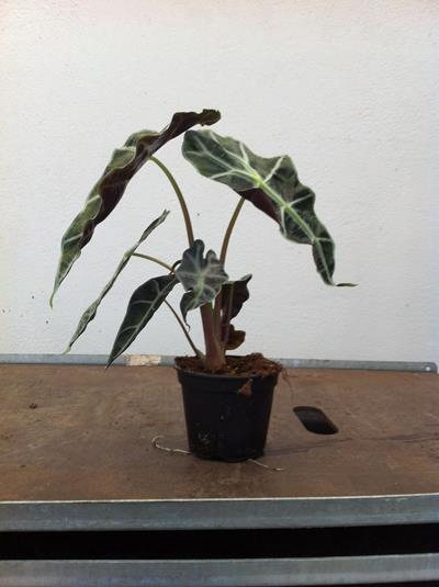 <h4>ALOCASIA X AMAZONICA p12</h4>