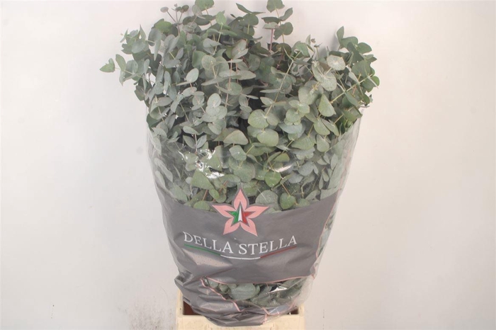 <h4>EUC CINEREA PER BOS</h4>