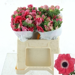 ANEM CO MIS + PINKIE