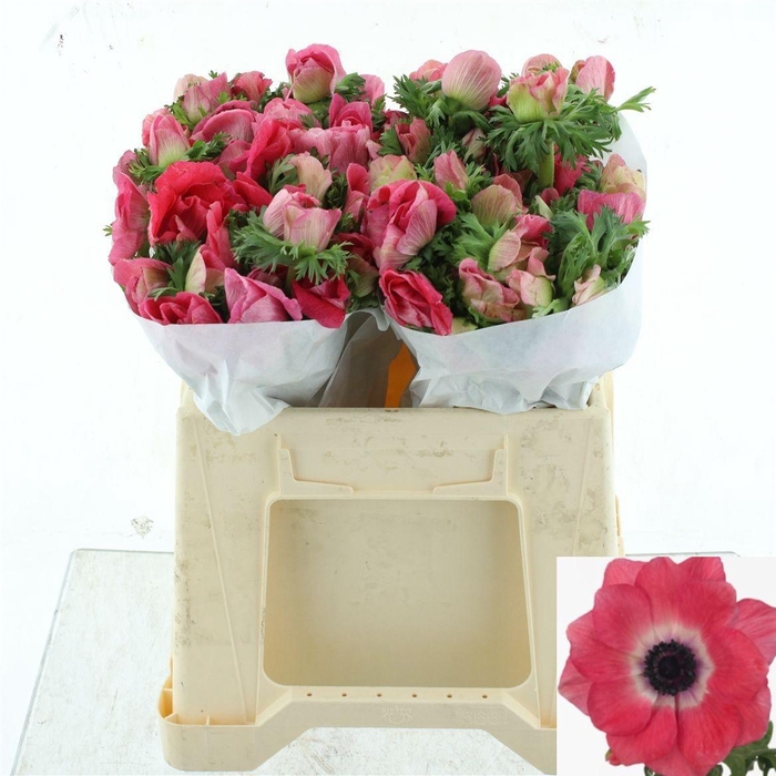 <h4>ANEM CO MIS + PINKIE</h4>