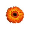 GERBERA SERGI < 050 CM > 10 CM DIAM