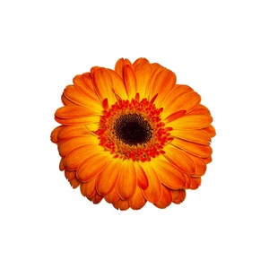 GERBERA SERGI < 050 CM > 10 CM DIAM