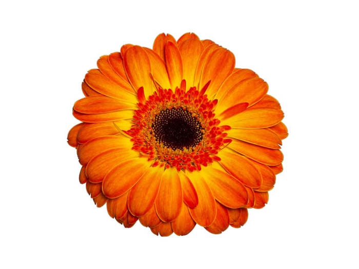 GERBERA SERGI < 050 CM > 10 CM DIAM