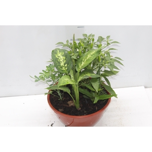 COQUETEL 7 ERVAS C21