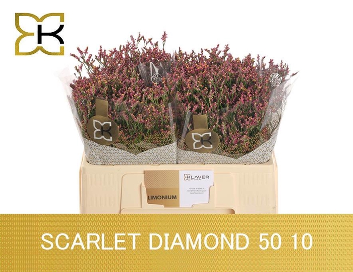 <h4>LIM SIN SCARLET DIA</h4>