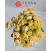 R TR BS CAPRICORN Tessa