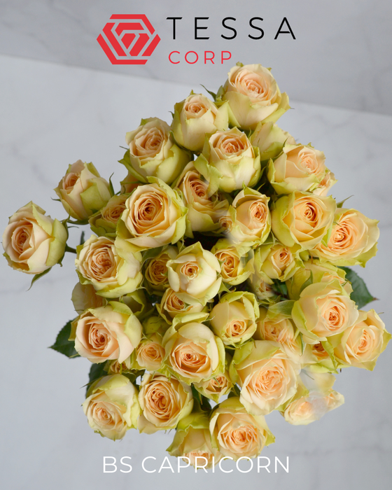 <h4>R TR BS CAPRICORN</h4>