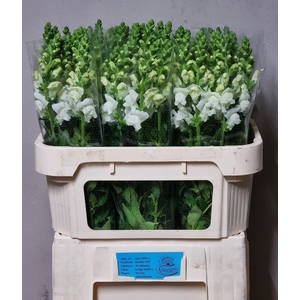 ANTIR AVIGNON WH IMP