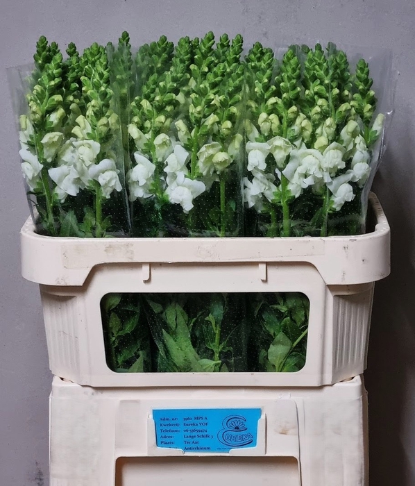 <h4>ANTIR AVIGNON WH IMP</h4>