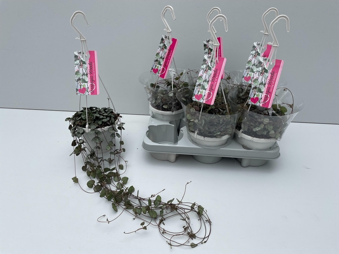 <h4>Ceropegia Woodii</h4>