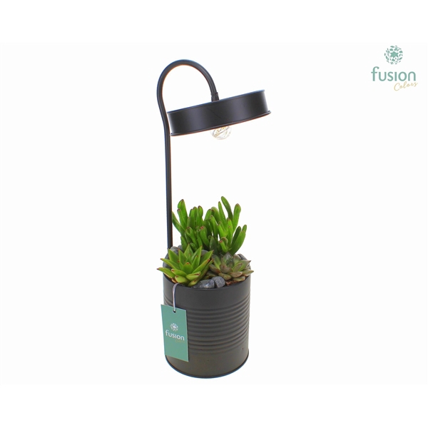 <h4>Lamp metaal zwart met LED verlichting met Succulenten mix</h4>