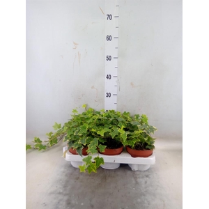 Hedera helix 'Goldchild'