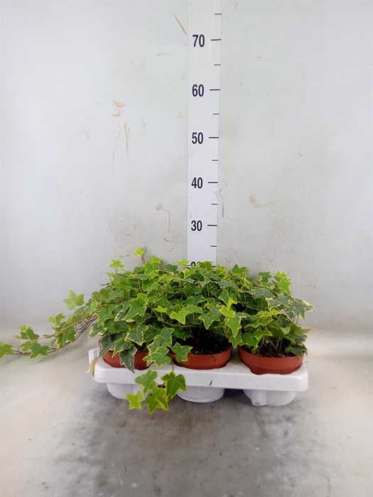 <h4>Hedera helix 'Goldchild'</h4>