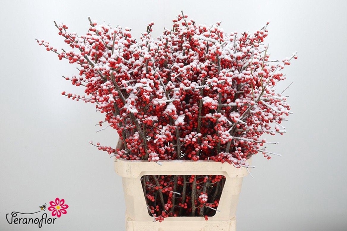 <h4>ILEX VE KLB H%</h4>