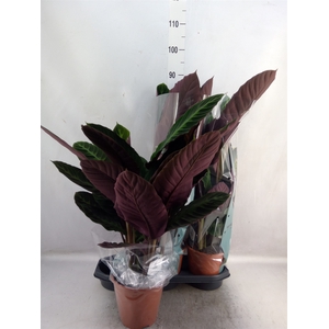 Calathea warscewiczii