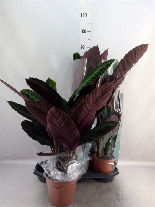 <h4>Calathea warscewiczii</h4>