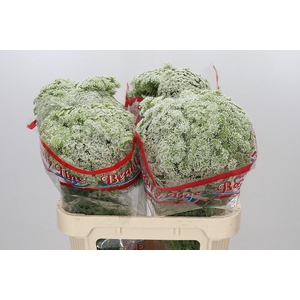 Ammi Visnaga Casablanca
