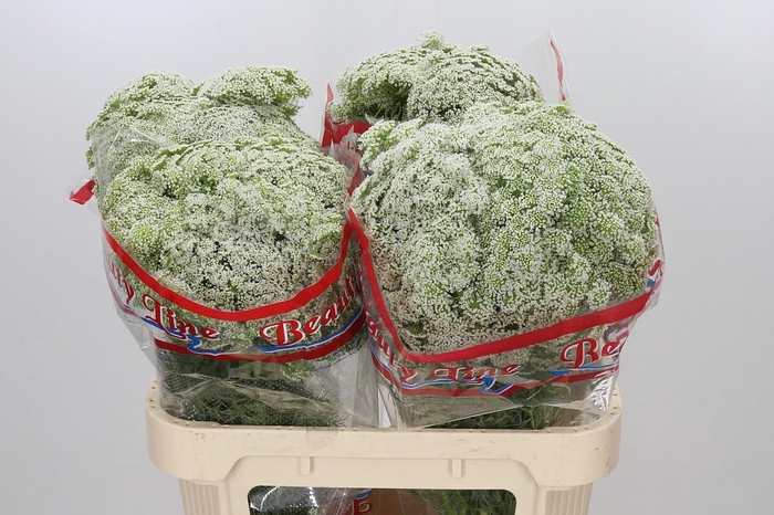 <h4>Ammi Visnaga Casablanca</h4>