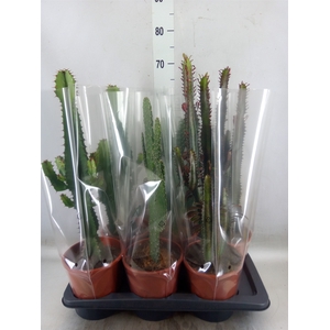 Cactus   ...mix  3