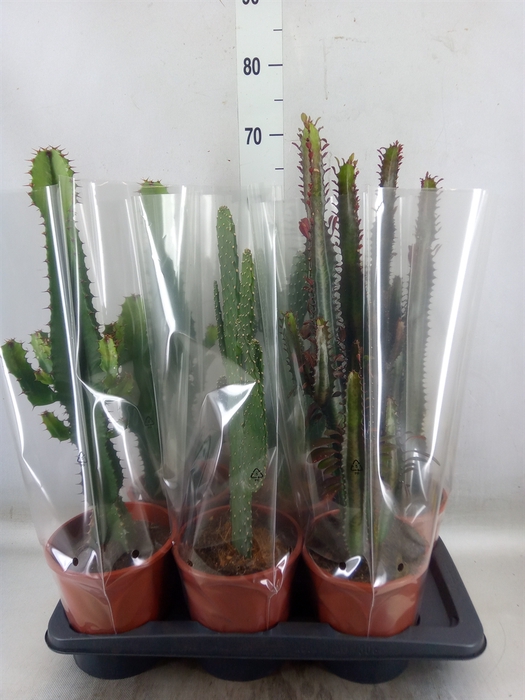 <h4>Cactus   ...mix  3</h4>