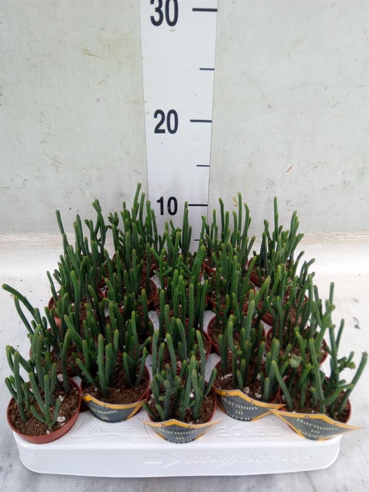 <h4>Crassula   ...</h4>