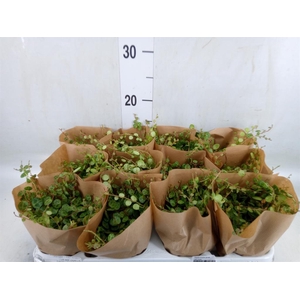 Peperomia pros.