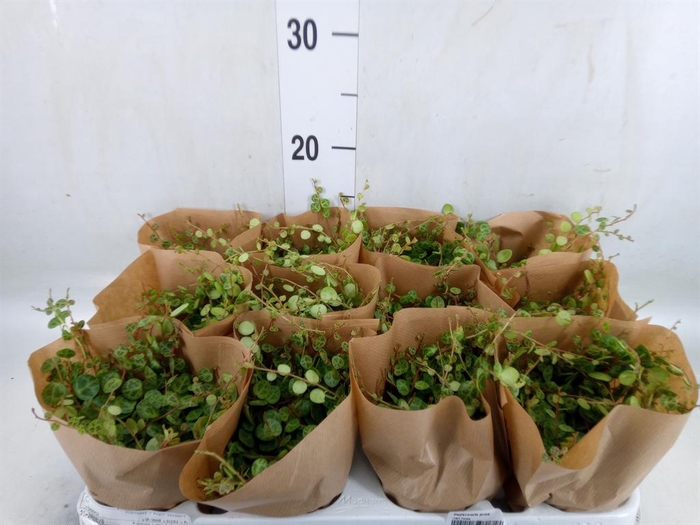 <h4>Peperomia pros.</h4>