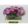 Dianthus Br Rainbow Mix