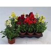 Antirrhinum Ma Gemengd