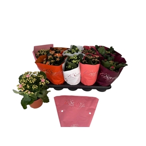 KAL GE GEM