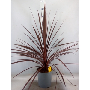 Cordyline austr. 'Red Star'