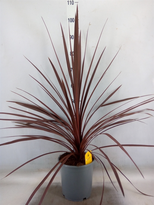 <h4>Cordyline austr. 'Red Star'</h4>