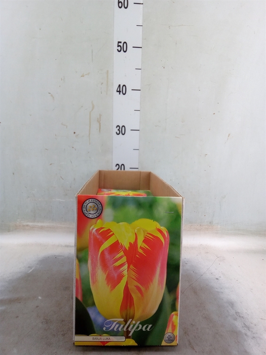 <h4>Tulipa   ...flowerbulbs</h4>