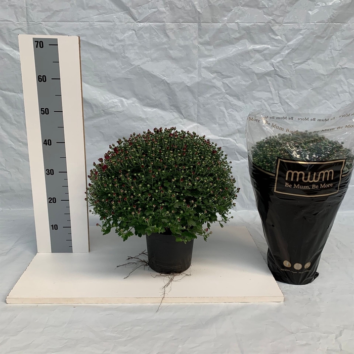 <h4>Chrysanthemum   ..</h4>