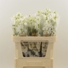 Delphinium Impressive White