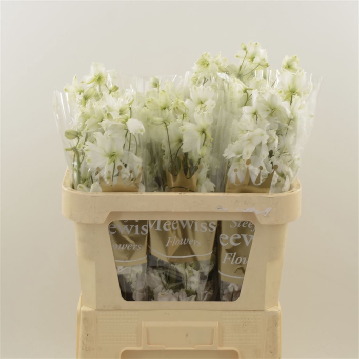 Delphinium Impressive White