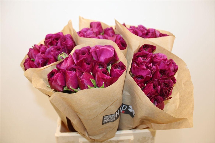 <h4>Ran Cloni Ex Cherry</h4>