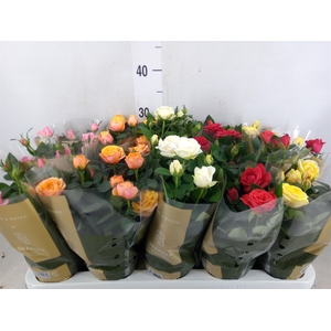 Rosa  'Kordana Grande'   ...mix