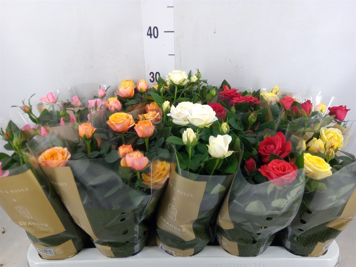 <h4>Rosa  'Kordana Grande'   ...mix</h4>