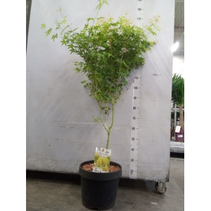 Acer palmatum