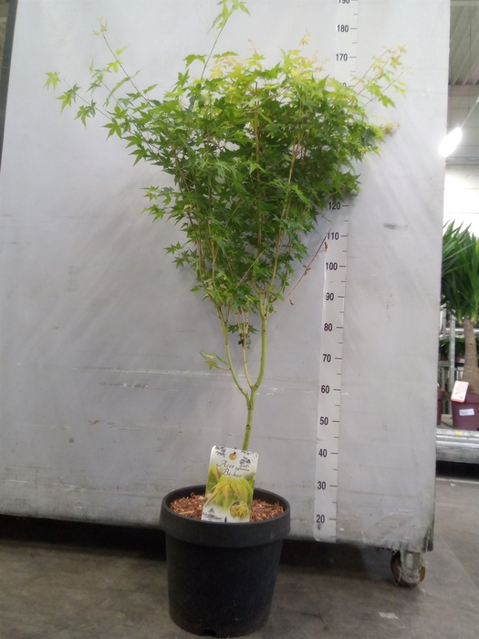 <h4>Acer palmatum</h4>
