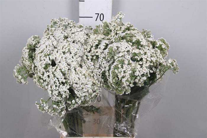 <h4>Achil M White Beauty</h4>